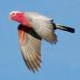 Galah