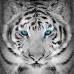 Panthera_Tigris