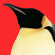 red_penguin_91