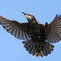 starling