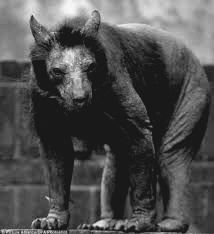 mongrel30