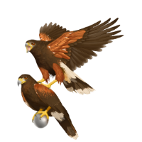 Harris Hawks