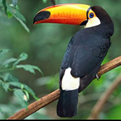 Tucano Branco