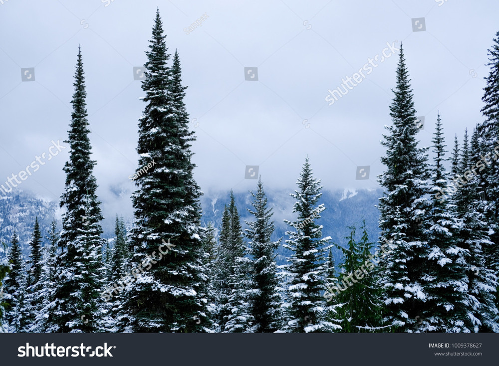 stock-photo-tall-evergreen-trees-on-a-winter-day-1009378627.jpg