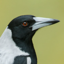 Magpie16