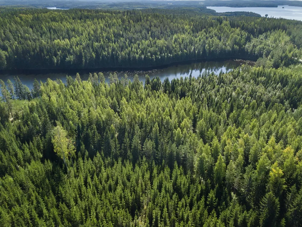 Finland-sustainable-forest-management.webp