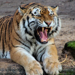 CambridgeTiger