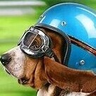 OldDog72