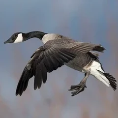 CanadianGoose