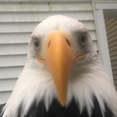 Weißkopfseeadler